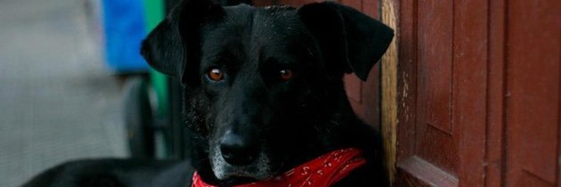SakiuriBoston's profile banner image