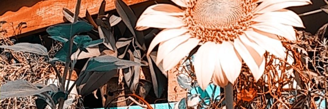 endhtrimlyn's profile banner image