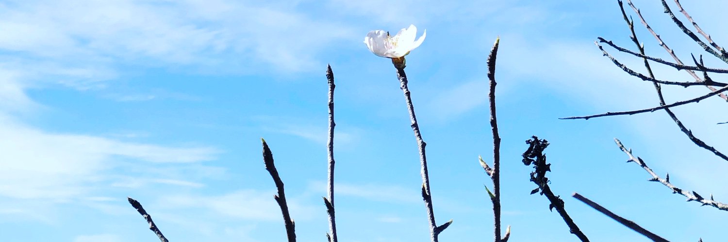 EvsHoernes's profile banner image
