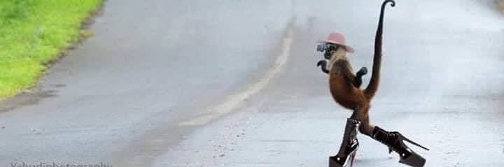 D'Angello Gomes banner