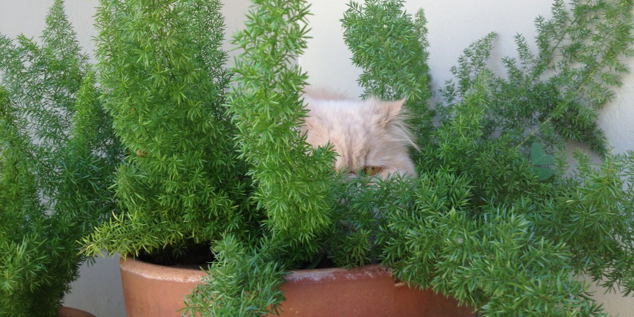 Melissa Fernandes banner