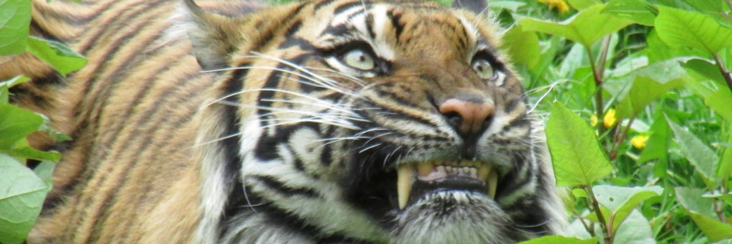 ShadowStorm Cosplay banner