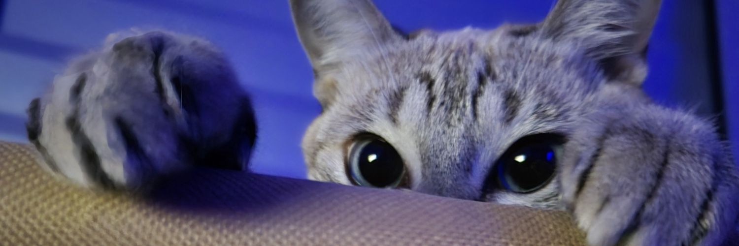 uiuiumamaggot's profile banner image