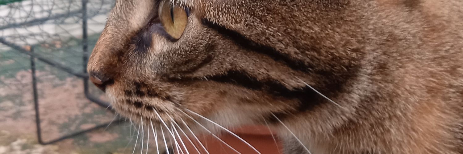 MugabeCastro's profile banner image