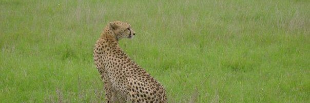 Francesco Pallottino banner