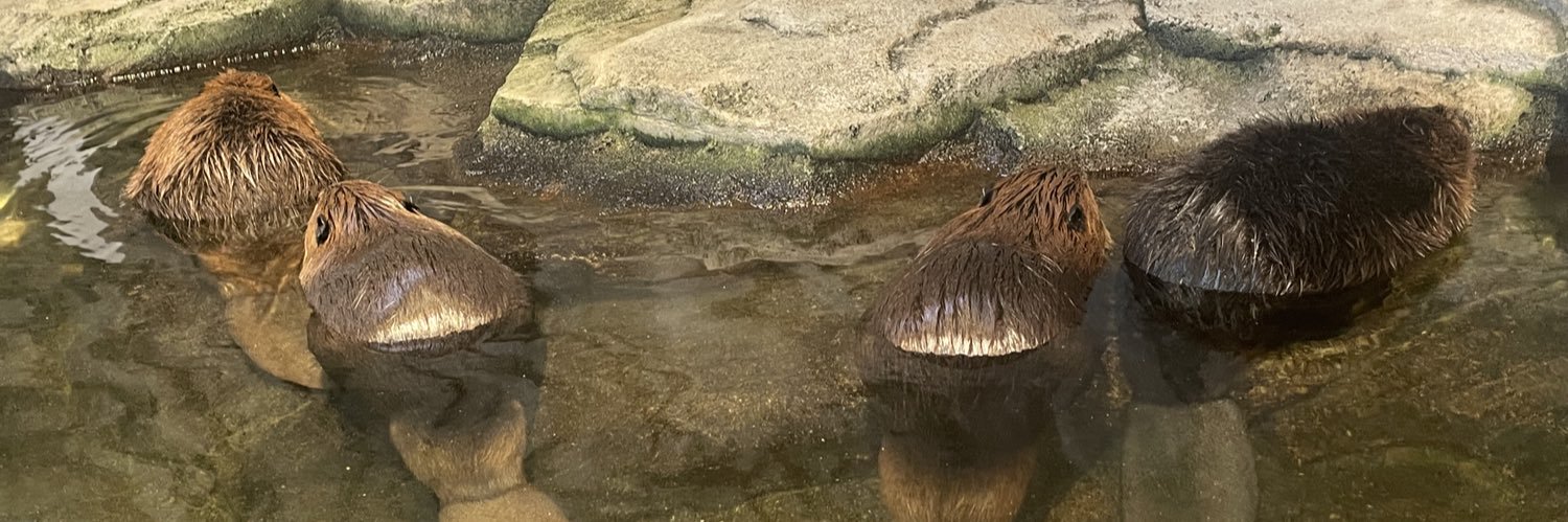 びーだま人 banner