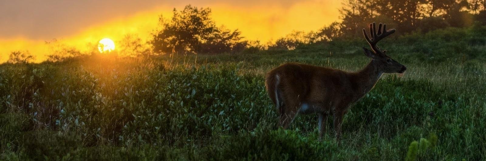 ODUMagazine.com banner