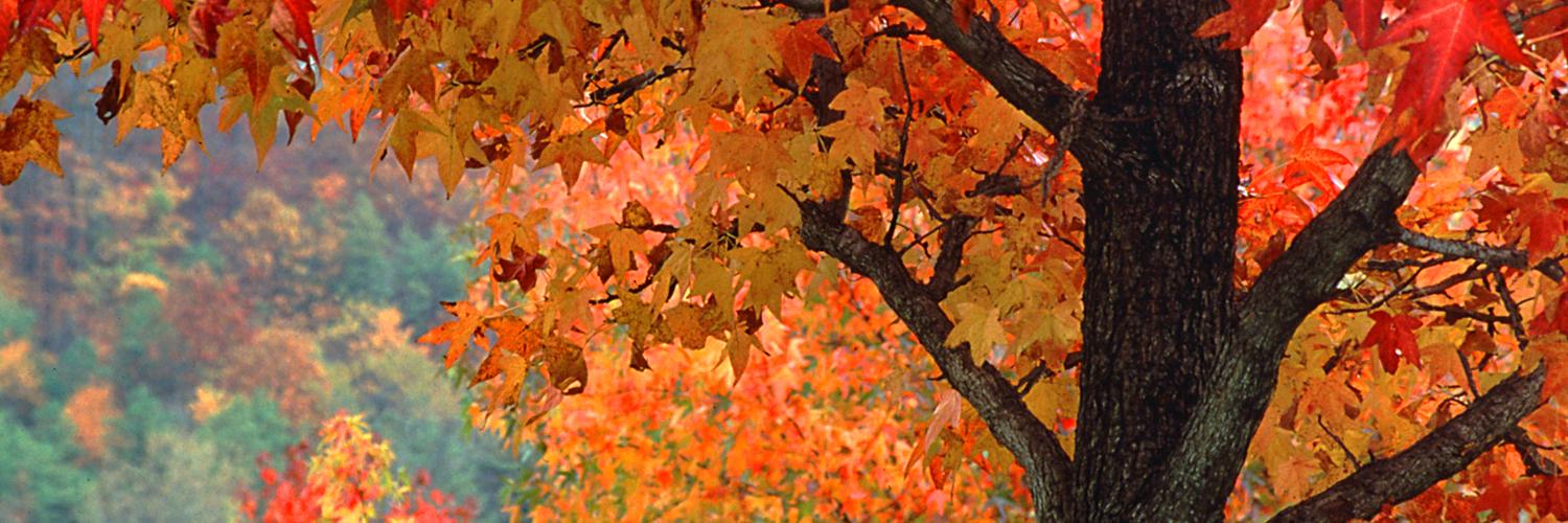 ReynoldaRoad's profile banner image
