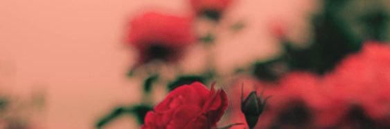 sahaaaaar5's profile banner image