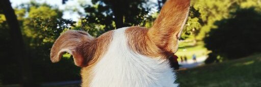 ElaineFurst's profile banner image