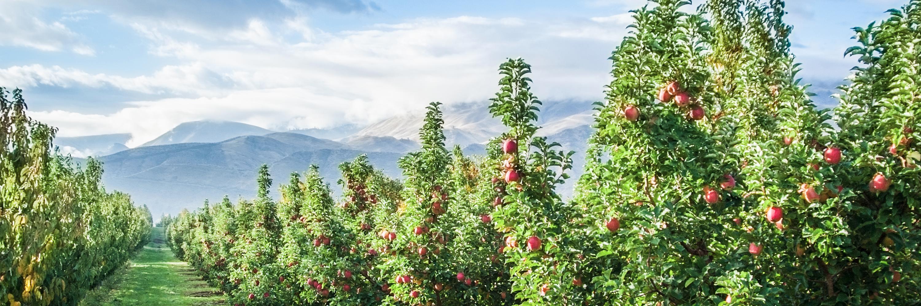 Washington Apple Commission banner