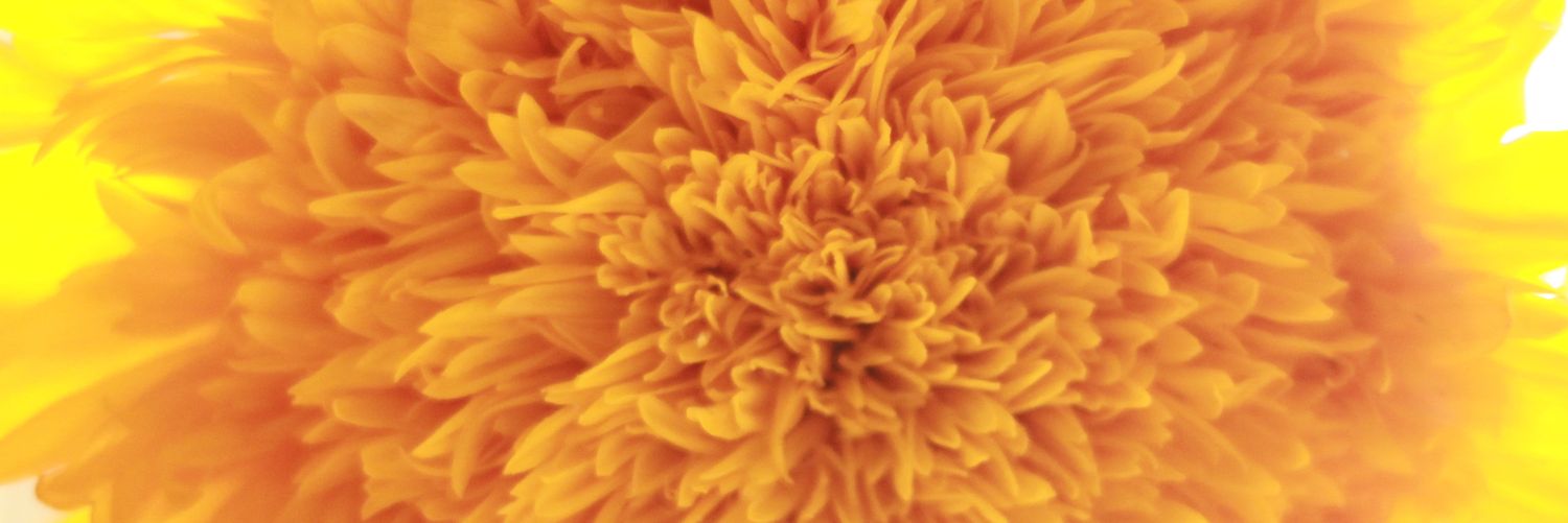 Lizzie_Pic's profile banner image