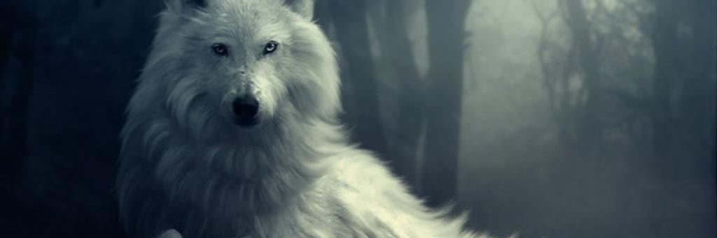 ScruffyTheWolf's profile banner image