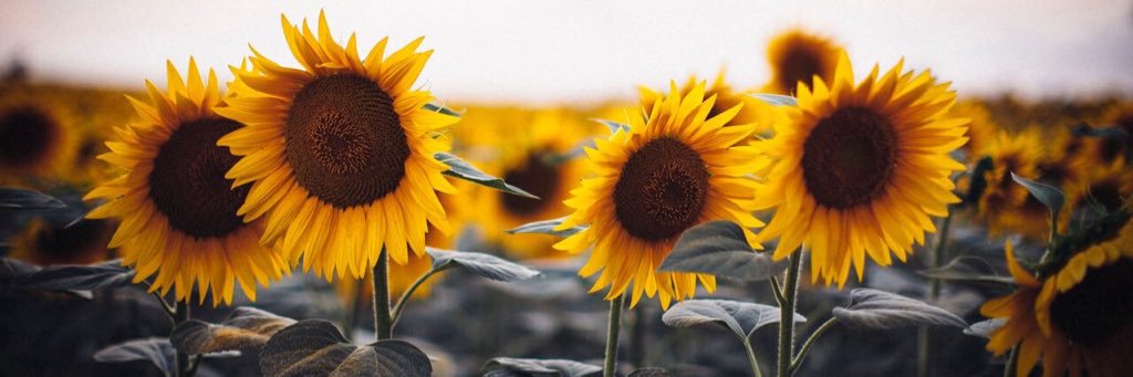 AllyP218's profile banner image