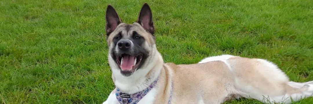 pezlou's profile banner image