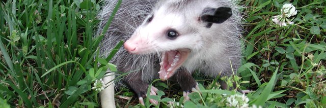 Rinasaurus_Rex's profile banner image
