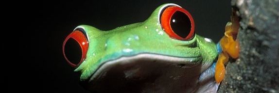 OzGTheJester's profile banner image