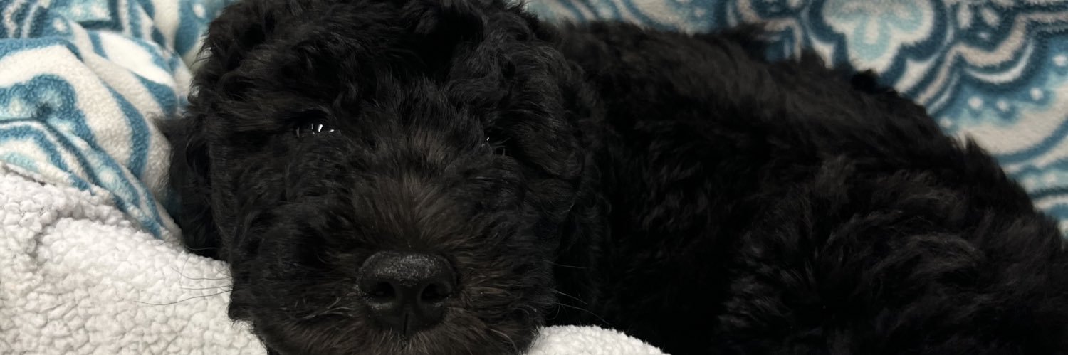 Bella_Floee's profile banner image