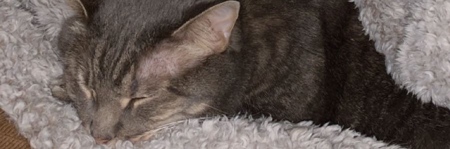 carleyac_'s profile banner image