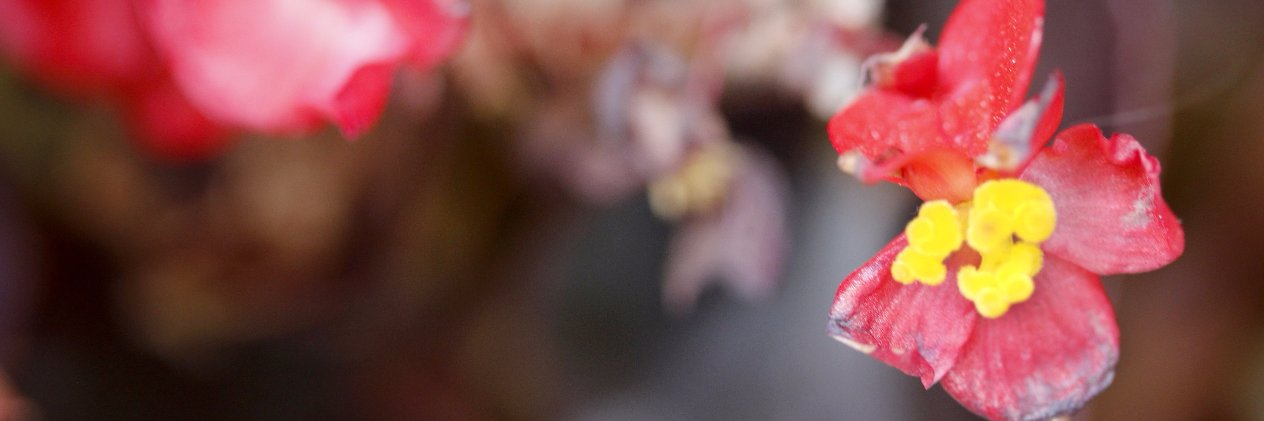 Corimiranda's profile banner image