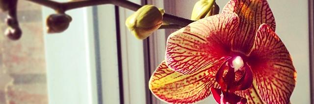 JessyBlanchette's profile banner image