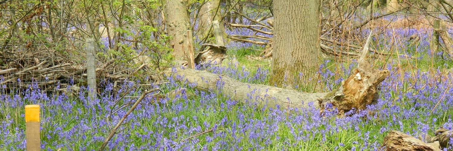 Sandra Collins banner