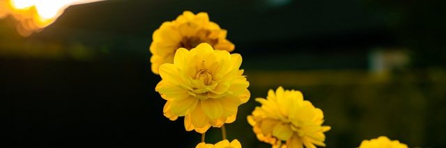 Brandon_Murnane's profile banner image