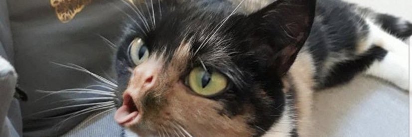 coughingcats's profile banner image