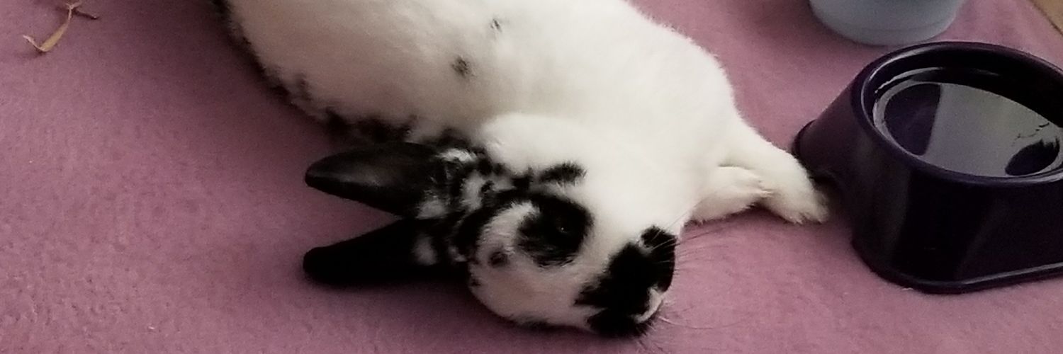 Cenobyte🦑🧲⚫🐸 ֍😷🇨🇦🐰🐰♂️'s banner