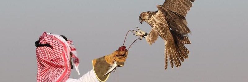 kuwaitkat1990's profile banner image