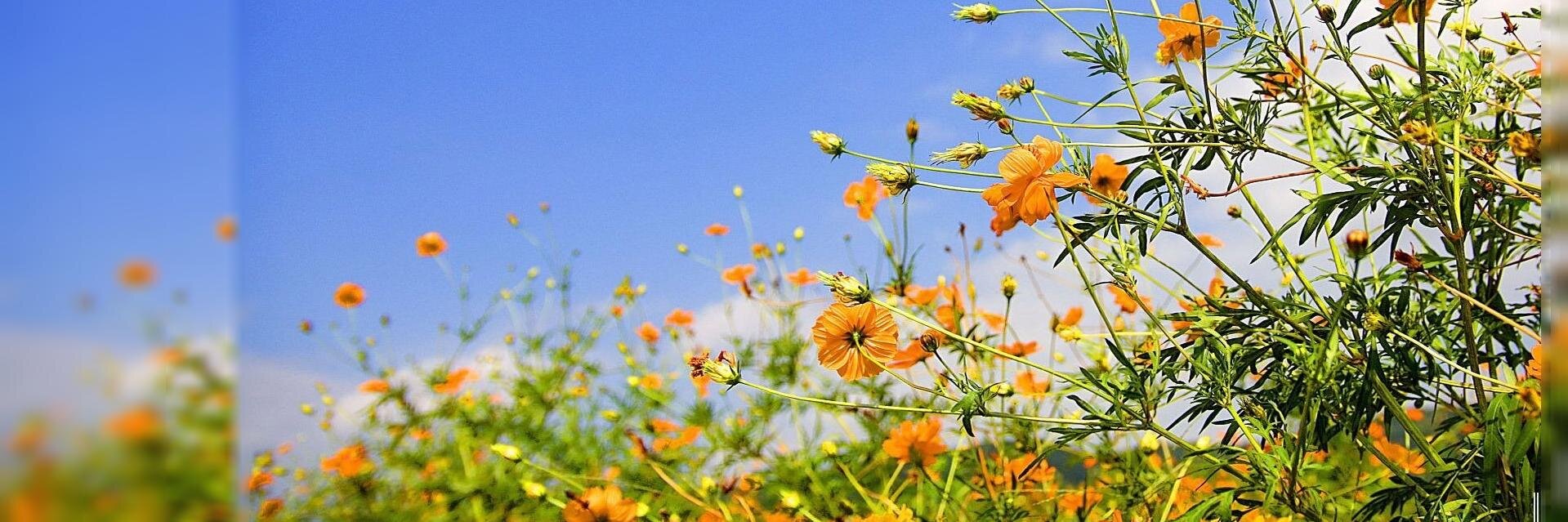 Costas Constantinou banner