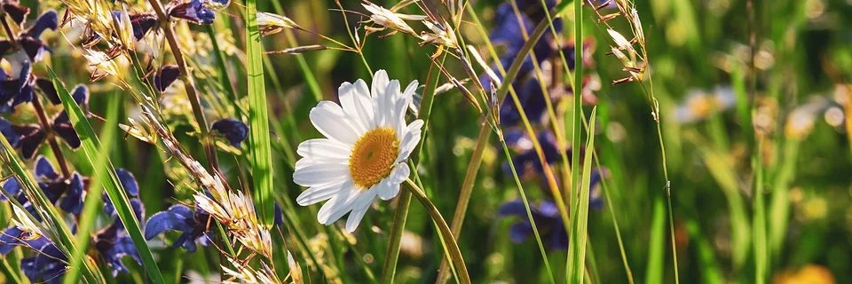 MircoBagnari's profile banner image
