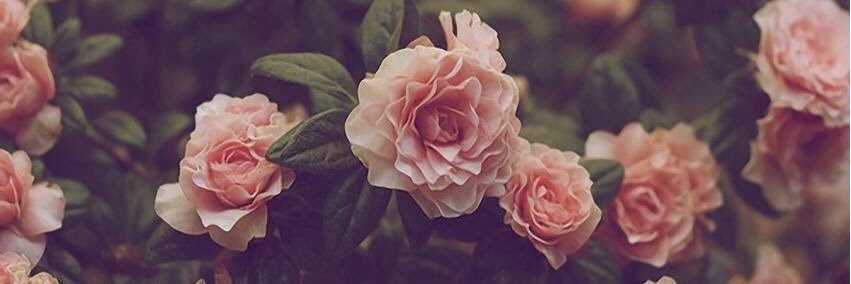 becs_mallory's profile banner image