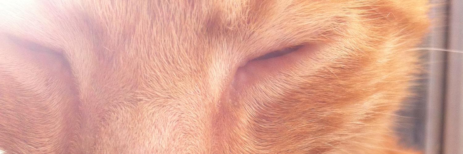 williamjoyham's profile banner image