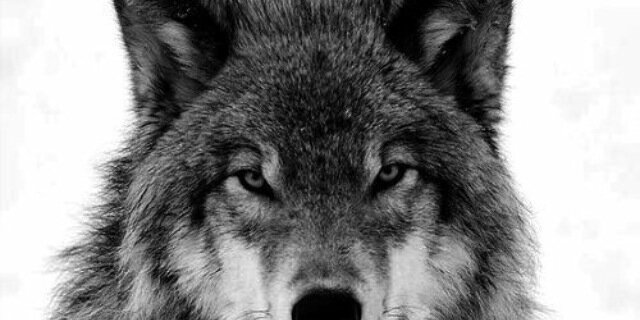 FericoTatil's profile banner image