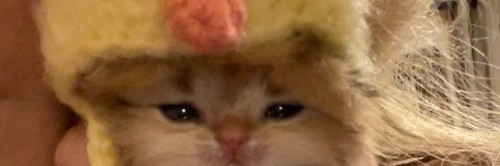 SandyMa74584469's profile banner image