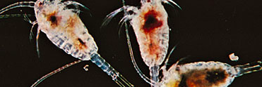copepodd's profile banner image