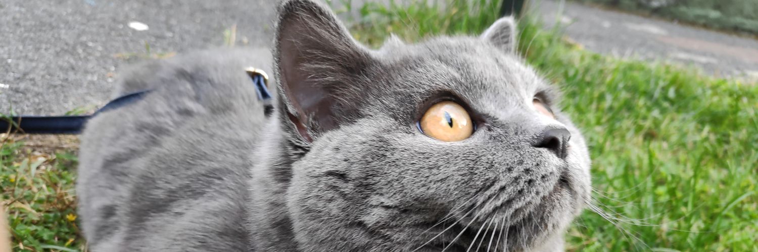 gndy_T's profile banner image