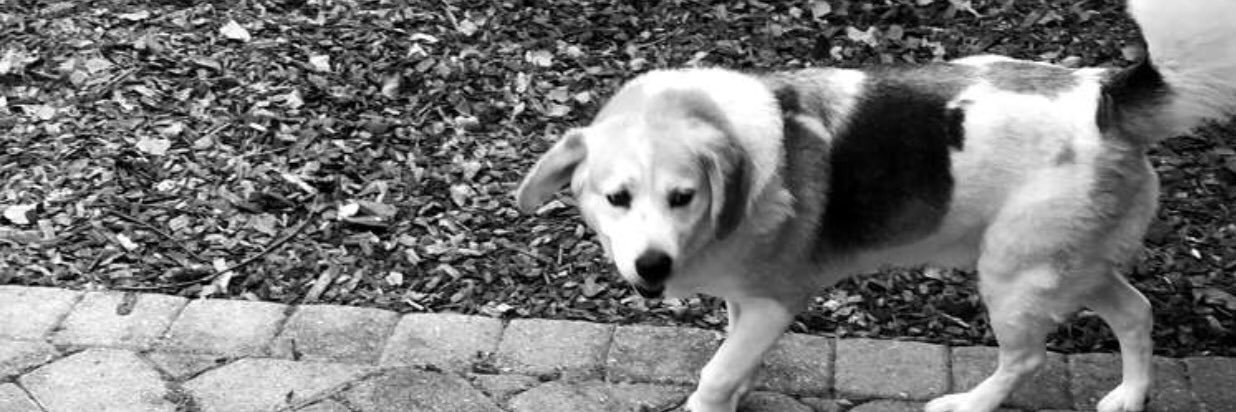a11isonbennett's profile banner image