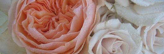 SASSYSOUL's profile banner image