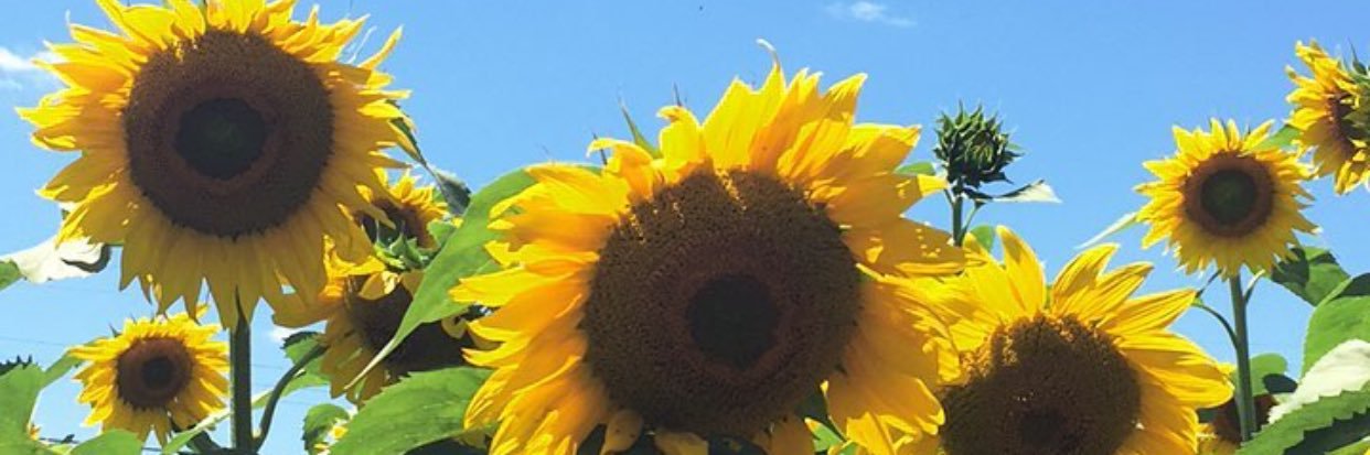 q_anwar's profile banner image