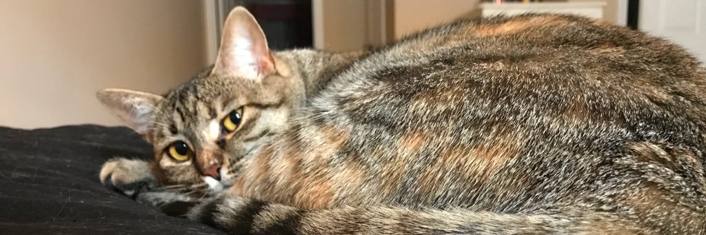 abbie_erdley's profile banner image