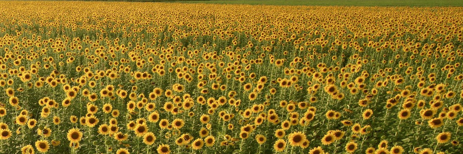sunnyandreina's profile banner image