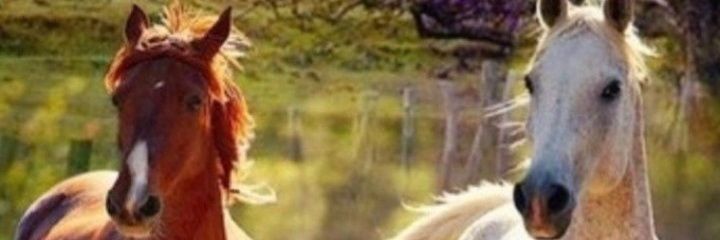 Fanny González Reyes banner