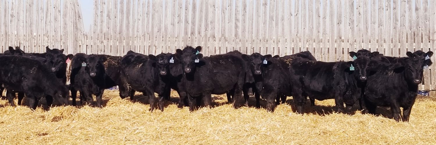 Cameron Nykoliation banner