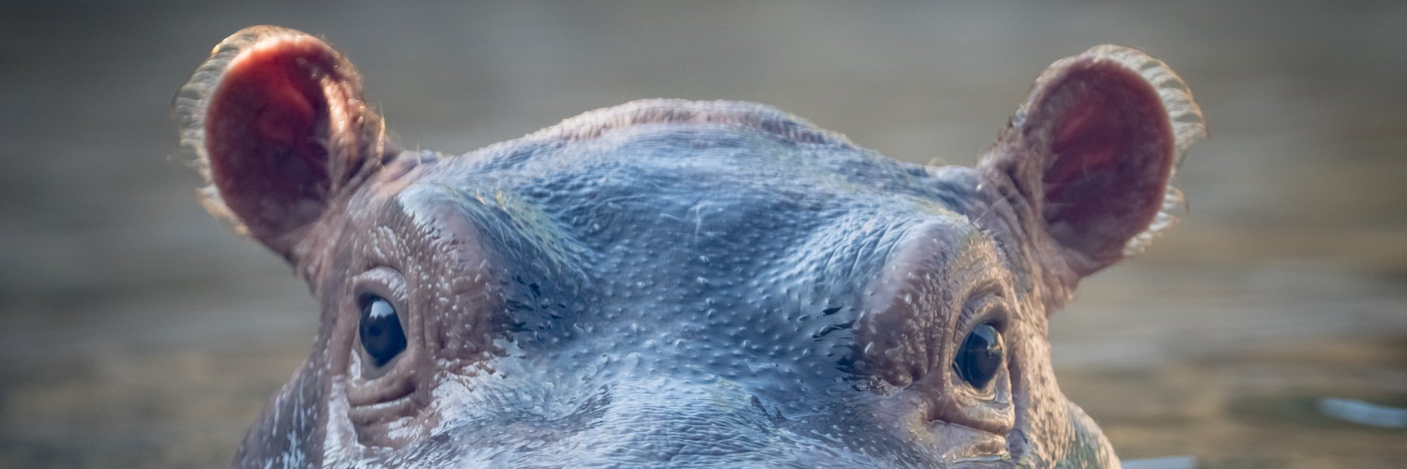 AgNOOK's profile banner image