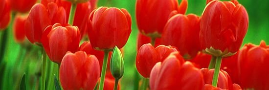 Eduvigis ❣️🍃 banner