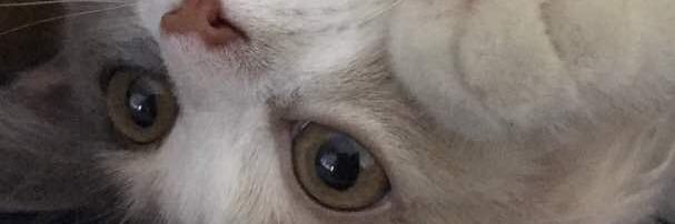 dkayyynf's profile banner image