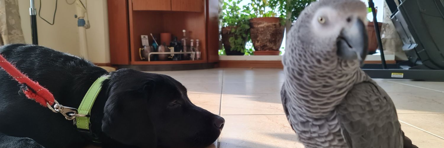 Sameer Sharma banner