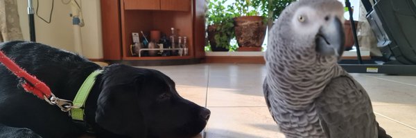 sameersharmaa Profile Banner